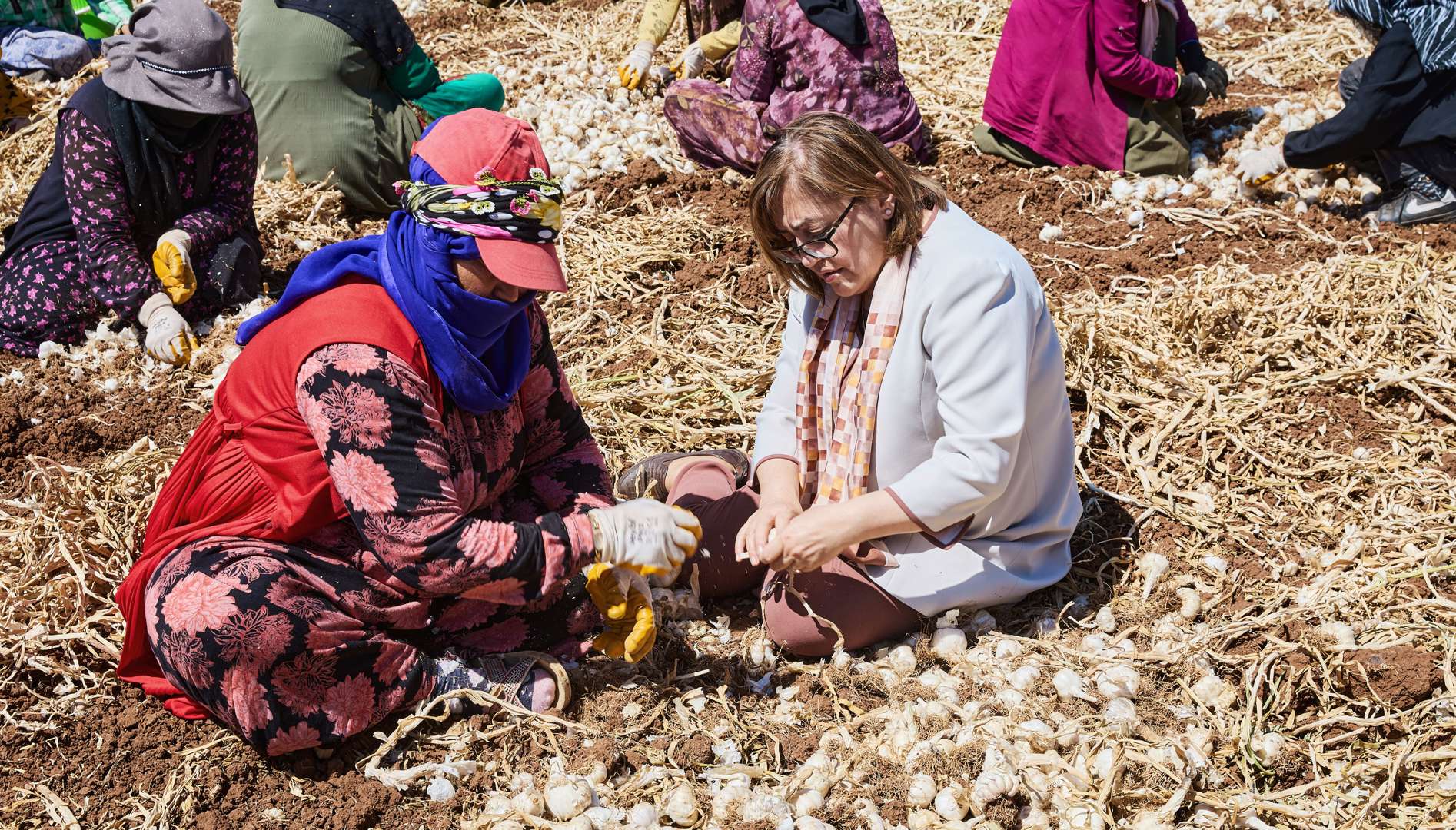 tarımsal üretime destek verdiğimiz oğuzeli’nde sarımsak hasadına katıldık